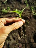 O mână ține un mic lăstar de plantă cu rădăcini.