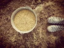 Eimer mit Samen neben gepunkteten Gummistiefeln auf erdigem Boden.
