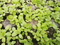 Junge grüne Pflanzensprossen im Boden.