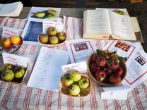 A table with different varieties of apples in baskets, next to them are books and information sheets about the apples. Each apple basket has a sign with name and information.