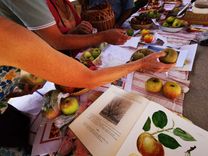 Hands of people at a market stall selecting and buying different apples. There are also books with illustrations of fruit on the table. There is a bustling atmosphere.