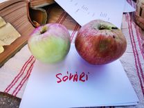 Two apples on white paper. On the left a green apple, on the right a red apple. The word "Sävari" is written in red. In the background a book.