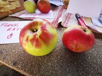 Two apples on stony table. Paper with the word "Török Báli" in red. A red pen next to the apples. In the background a book.