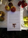 A sheet of paper with text and a picture of a person surrounded by various apples on a surface.