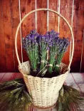 Basket with fresh blue lavender stems standing in front of wooden background.