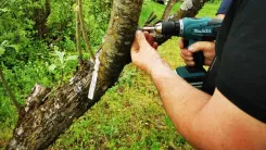 Person uses a cordless screwdriver to attach a sensor to a tree.