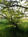 Fiatal fa zöld levelekkel egy réten, a háttérben további zöld növényekkel és fákkal körülvéve.