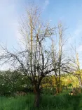 Ein kahler Baum im Vordergrund mit dünnen Ästen, vor einem Hintergrund aus grünen Bäumen und einer Wiese mit gelben Blumen.