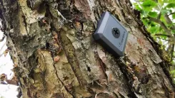 A gray sensor attached to the rough bark of a tree.