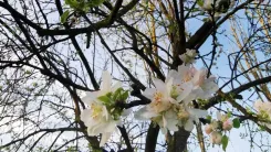Flori albe înflorind pe ramurile unui copac pe un cer albastru deschis.