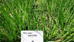 Sűrűn növő zöld növények, fehér pajzzsal, amelyen a "Monk's Beard" felirat olvasható.