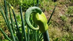 Green bulbous plant with a characteristic curved top that opens into a flower.