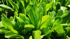 Frische grüne Salatblätter in Nahaufnahme.