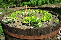 Un butoi de lemn cu plante tinere de salată și flori albe într-o grădină.
