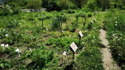 Zöld zöldségágyás több növénytáblával és egy keskeny ösvény a mezőn keresztül.