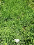 Densely grown green herb field with a small white sign.