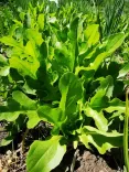 Frische grüne Salatblätter im Garten.