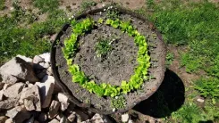 Circular bed with young plants surrounded by stones.