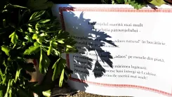 Plantă de pătrunjel verde proaspăt în prim-plan, cu o pagină A4 lângă ea pe care este scris ceva.