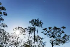 Siluete de Hogweed pe un cer albastru deschis, cu soarele strălucind prin plante.