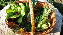 Kosár friss zöldségekkel és fűszernövényekkel a napfényben.