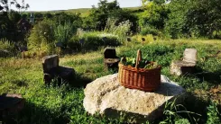 Basket with vegetables on a stone table in a green garden with tree trunk chairs.