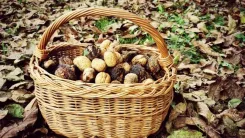 Woven basket filled with walnuts on a leafy bottom.