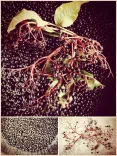 A collage of three images presenting an elderflower branch with leaves and black berries in different delicate ways.