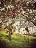 An apple tree with ripe apples, under which you can see a sunlit grassy ground.
