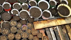 Variety of plant pots with soil on a wooden pallet base.