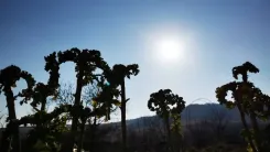 Tall pflanzen Silhouetten vor einem klaren blauen Himmel mit der strahlenden Sonne und einer bergigen Landschaft im Hintergrund.
