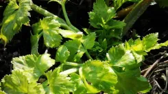 Close up of parsley in daylight.