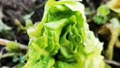 Közelkép egy zöld salátafejről harmatcseppekkel.