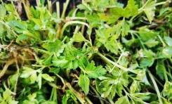 Close-up of parsley growing from the ground.