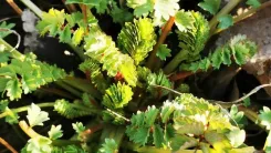 Közelkép zöld növényekről, sárgás csúcsokkal és részletes levelekkel.