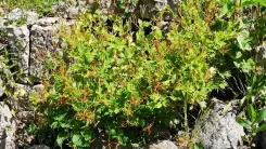 Ein Busch Schöllkraut mit gelb-grünen Blättern und orangefarbenen Blüten, der zwischen Steinen wächst.